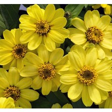 Zinnia Çiçeği Tohumu (Mini Çiçekli, Kirli Hanım) Sarı Kırmızı Renkli - 5 Tohum