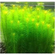 Pogostemon Erectus In Vitro Cup Canlı Bitki