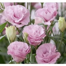 Lisianthus (Lale Gül) Advantage Serisi - Pembe (5 Tohum)