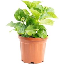 Beyaz Ortanca Çiçeği Saksılı 10-20 cm