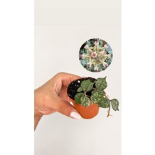 Hoya Curtisii (Minyatür Mum Çiçeği) 5,5lik Saksıda