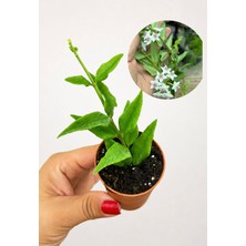 Hoya Bella Fidesi – Köklü Hoya Bella Bitkisi | Mum Çiçeği