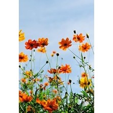 TeknoKapsül Floral Design Composition Sketchbook: Notebook For Drawing And Sketching With Marigold Cover