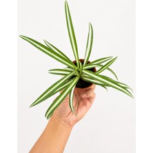 Alacalı Kurdele Çiçeği (Chlorophytum Comosum) – Saksılı Salon Bitkisi
