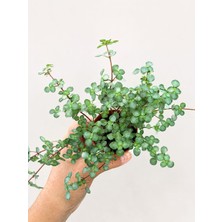 Mercimek Arap Saçı Pilea Glauca 5,5lik Saksıda