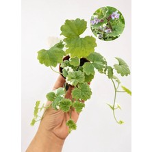Glechoma Hederacea ‘variegata’ (Alacalı Yer Sarmaşığı)
