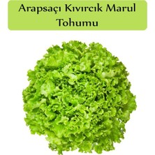 1001 Arapsaçı Marul Tohumu 1 Paket (10 GR=5000+ Adet) Kıvırcık Marul Tohumu Arap Saçı