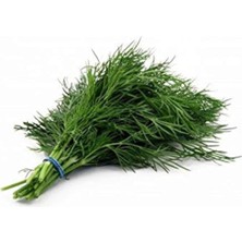 1001 Dereotu (Anethum Graveolens) Tohumu – 500+ Tohum – Ev, Balkon ve Bahçe Yetiştiriciliğine Uygu