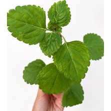 Parlak Mustafa Çiçeği | Plectranthus Verticillatus | Canlı Saksı Bitkisi