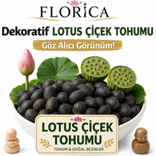 Florica-Lotus Çiçeği Tohumu 10 Adet – Nilüfer Çiçeği Tohumu Nadir Kutsal Lotus