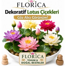 Florica-Lotus Çiçeği Tohumu 5 Adet – Nilüfer Çiçeği Tohumu Nadir Kutsal Lotus