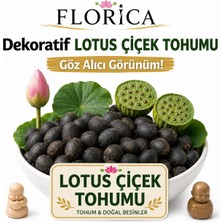 Florica-Lotus Çiçeği Tohumu 7 Adet – Nilüfer Çiçeği Tohumu Nadir Kutsal Lotus