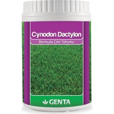 Esranın Dünyası Genta Cynodon Dactylon Bermuda Çim Tohumu 500 gr