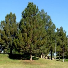 Esranın Dünyası Pinus Elderica Iran Çamı Tohumu (10 Tohum)