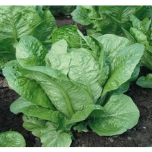 Esranın Dünyası Yedikule Marul Tohumu - 5 Gram