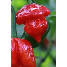 Esranın Dünyası Trinidad Scorpion Biber Tohumu, Dünyanın En Acı Biberi, 10+ Adet