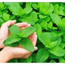 Esranın Dünyası Nane Tohumu - 3 Gram