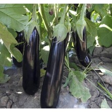 Esranın Dünyası Aydın Siyah Patlıcan Tohumu - 5 Gram