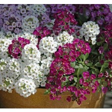 Esranın Dünyası Alyssum Tohumu - Kraliyet Halısı Karışık Renkler (40 Tohum)
