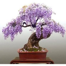 Esranın Dünyası 3 Adet Wisteria Bonsai Ağacı Tohumu, Bahçe Için Özel Seçim