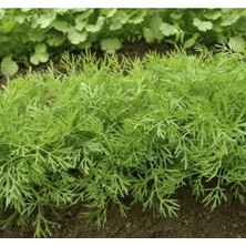 Esranın Dünyası Kokulu Dereotu Tohumu - 5 Gram