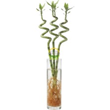 Fidan Sepetim Şans Bambusu Spiral 3'lü Paket 50cm