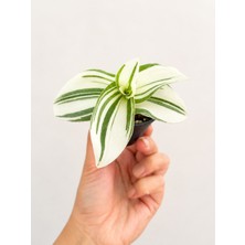 Beyaz Alacalı Telgraf Çiçeği Tradescantia 5,5'luk Saksıda