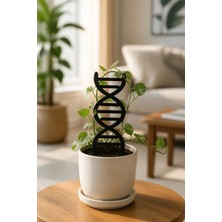 Arlia Design Arliadesign Dna Şeklinde Bitki Destek Çubuğu 5’li Set 8X15 cm Siyah 3 mm Mdf Saksı Desteği