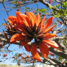 Evve Bahçe Evvebahçe Erythrina Caffra Mercan Ağacı Tohumu (3 Tohum)