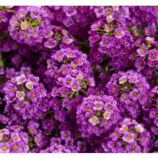 Frefly Store Alyssum (Çoklu Tohum) - 250 Tohum - Mor Renk