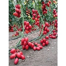 Frefly Store Zeytin Cherry Domates Tohumu Ortalama 25+ Tohum