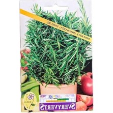 Frefly Store Biberiye Rozmarin Tohumu ile Bahçenizi Zenginleştirin