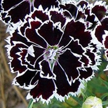 Frefly Store Dianthus Heddewigii Black White Karanfil Çiçeği (100 Adet)
