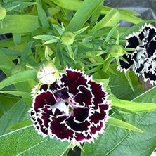 Frefly Store Dianthus Heddewigii Gaiety Karanfil Çiçeği Tohumu (100 Adet)