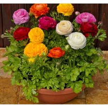 Frefly Store Karışık Renkli Katmerli Büyük Çiçekli Şakayık Tohumu - 5 Adet