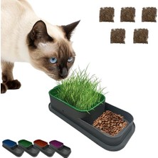 Frefly Store Topraksız Kedi Çimi Kabı Turuncu – 5 Paket Çim Tohumlu Hidroponik Çim Yetiştirme Seti – Kediler Için Doğal Çim Yetiştirme Kutusu – Evde Kolay Çimlendirme ve Sindirim Desteği