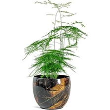Frefly Store Vive Siyah Metal Saksı S 15X12 cm