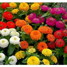 Frefly Store Zinnia (Kirli Hanım) Büyük Geniş Çiçekli - Karışık (5 Tohum)