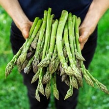Frefly Store Geleneksel Asparagus Kuşkonmaz Tohumu, 20 Tohumluk Paket