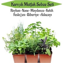 Frefly Store Mutfak Sebze Seti, Reyhan, Nane, Kekik, Fesleğen, Biberiye, Adaçayı Fidesi, 6 Adet