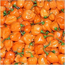 Frefly Store 20 Adet Turuncu Habanero Acı Biber Tohumu
