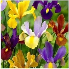 Frefly Store Golden Beauty Iris Süsen Karışık Renkli Soğanı 20 Adet