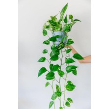 Frefly Store Pothos Sarmaşığı, Yerli Üretim, Ev Bitkisi, Ofis Bitkisi