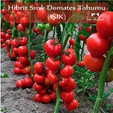 1001 Hibrit Sırık Domates Tohumu Işık 10 Adet F1 Hibrit Domates Tohumu