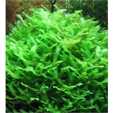 Nacario Monosolenium Tenerum Pellia Moss 10X10CM Canlı Bitki