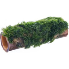 Kazan Hobi Marimo Moss Bambu Canlı Bitki