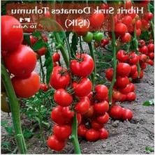 Frefly Store Hibrit Sırık Domates Tohumu Işık 10 Adet F1 Hibrit Domates Tohumu