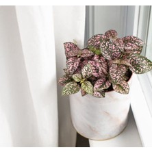 Frefly Store Hostes Çiçeği Tohumu - Pembe Çilli Yapraklı (5 Tohum)