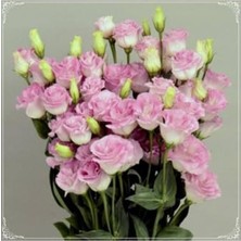 Frefly Store Tohum Dünyam 5 Adet Papillon Pink Blush Lisianthus Tohumu