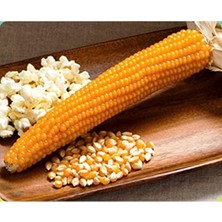 Frefly Store 50 Adet Patlak Mısır Popcorn Tohumu, Eğlenceli Atıştırmalık